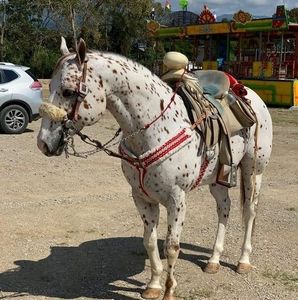 Meet your Posher, Bernabe